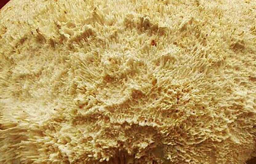 картинка остеосаркомы